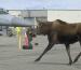 Eielson AFB