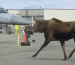 Eielson AFB Thumb
