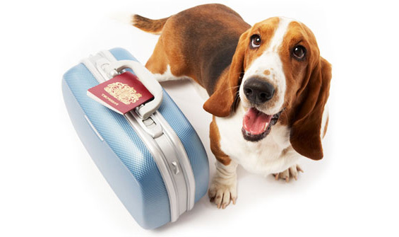 A dog next to a suitcase and a passport prior to international travel